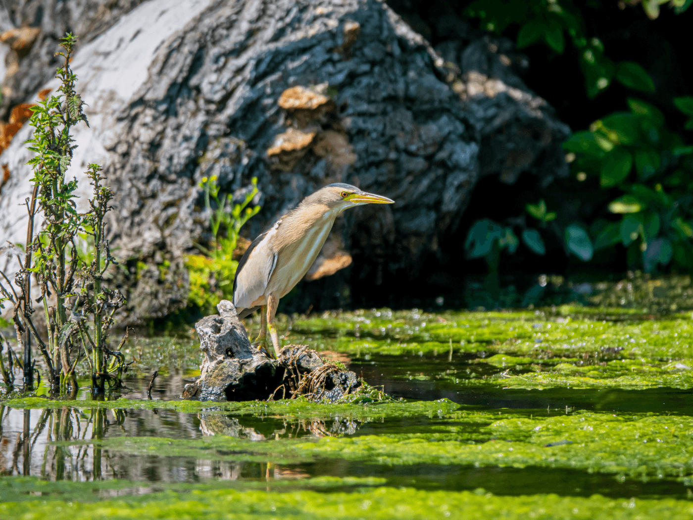Zwergdommel: Eins der Wildtiere, auf das die Kampagne fokussiert (Bild: Péter Mocsonoky)