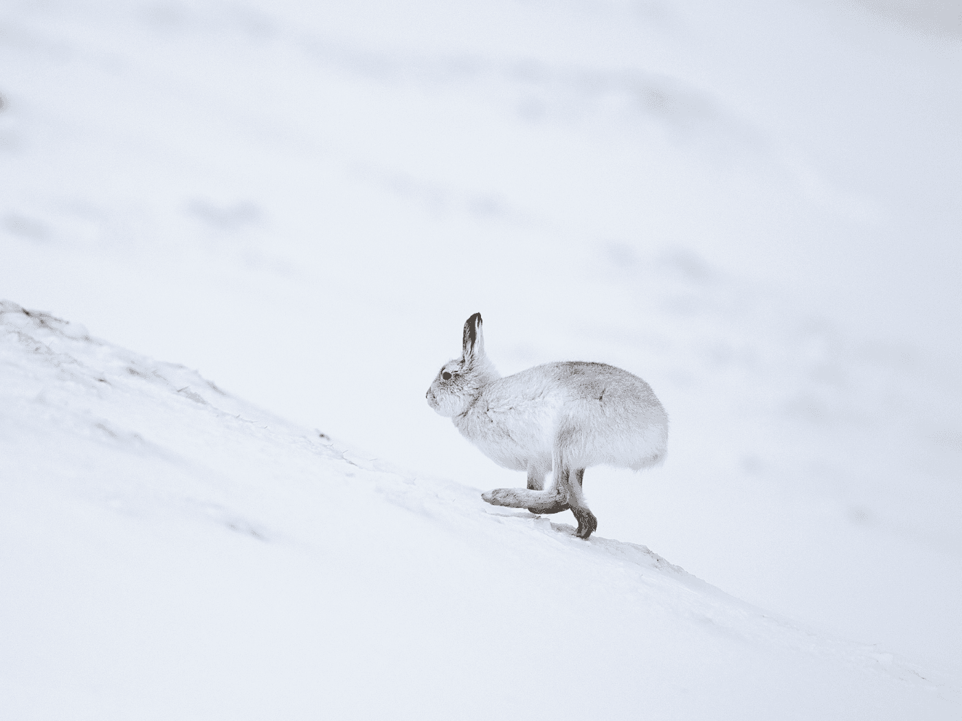Schneehase: Eins der Wildtiere, auf das die Kampagne fokussiert