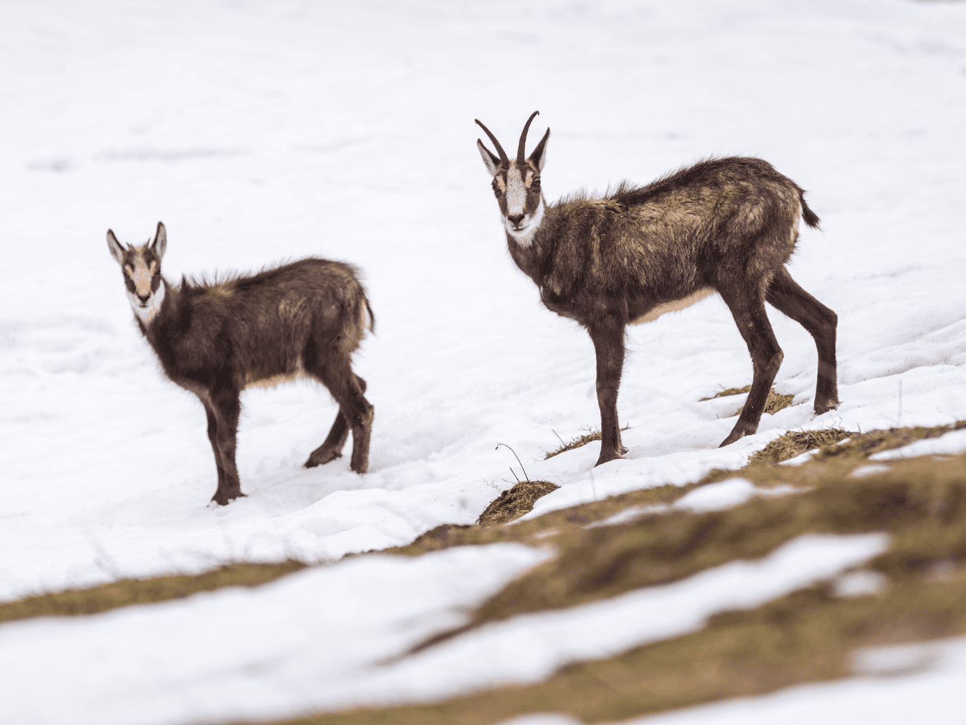 Gämse: Wildtiere, auf die die Kampagne fokussiert