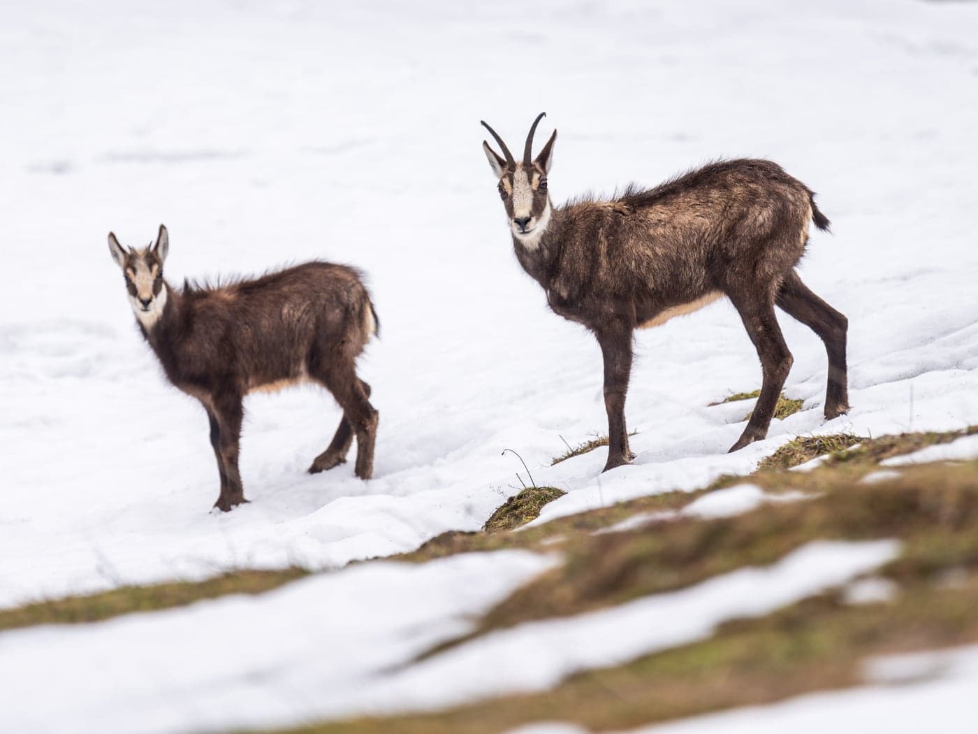 Gämse: Wildtiere, auf die die Kampagne fokussiert